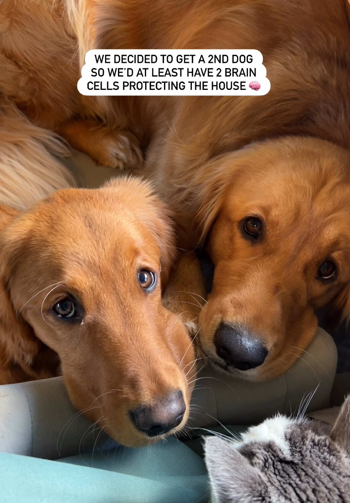 @Pacha and Bucket the Goldens