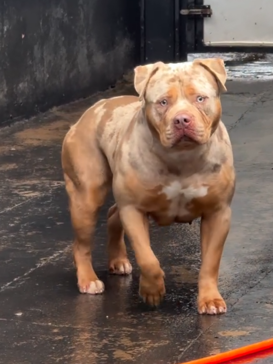 @K9 DZ