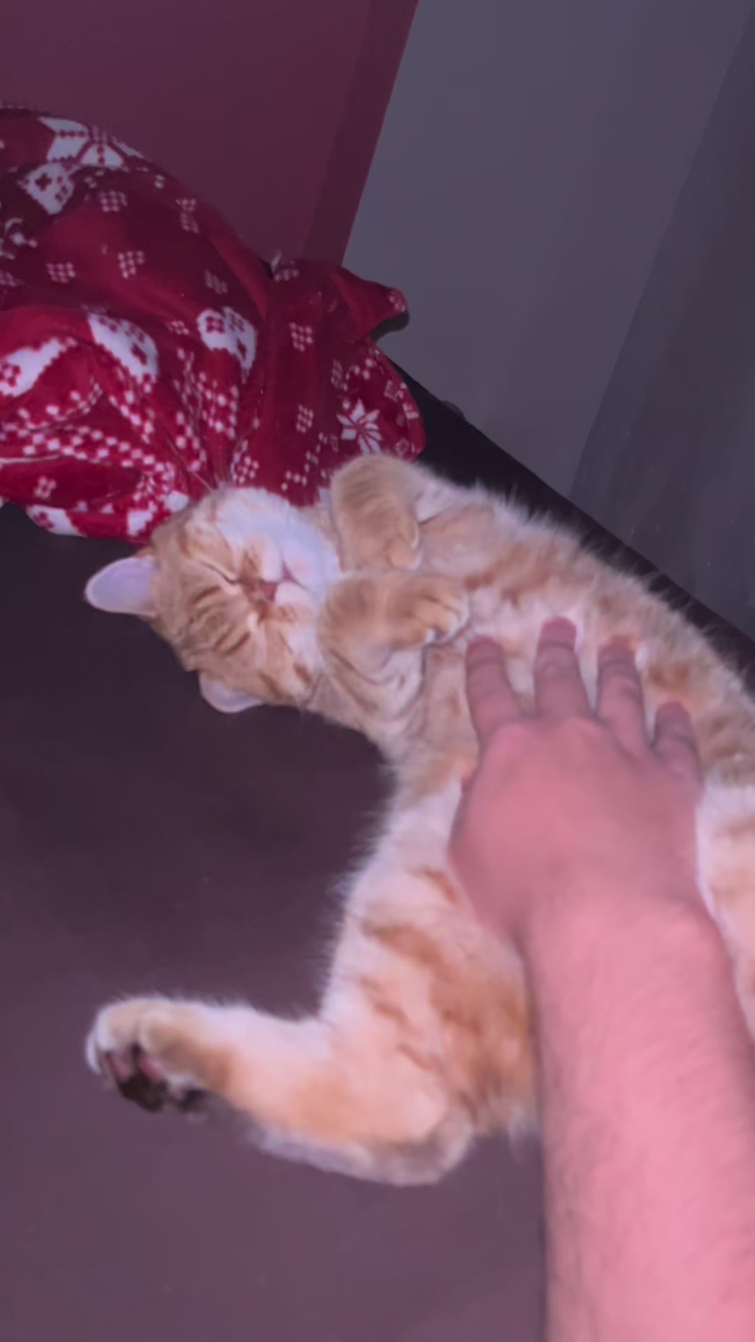 @British Cat Frendi 🐈