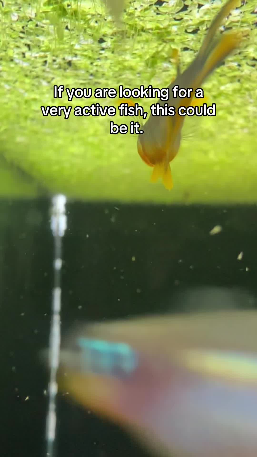 @Orange Aquatics ๐