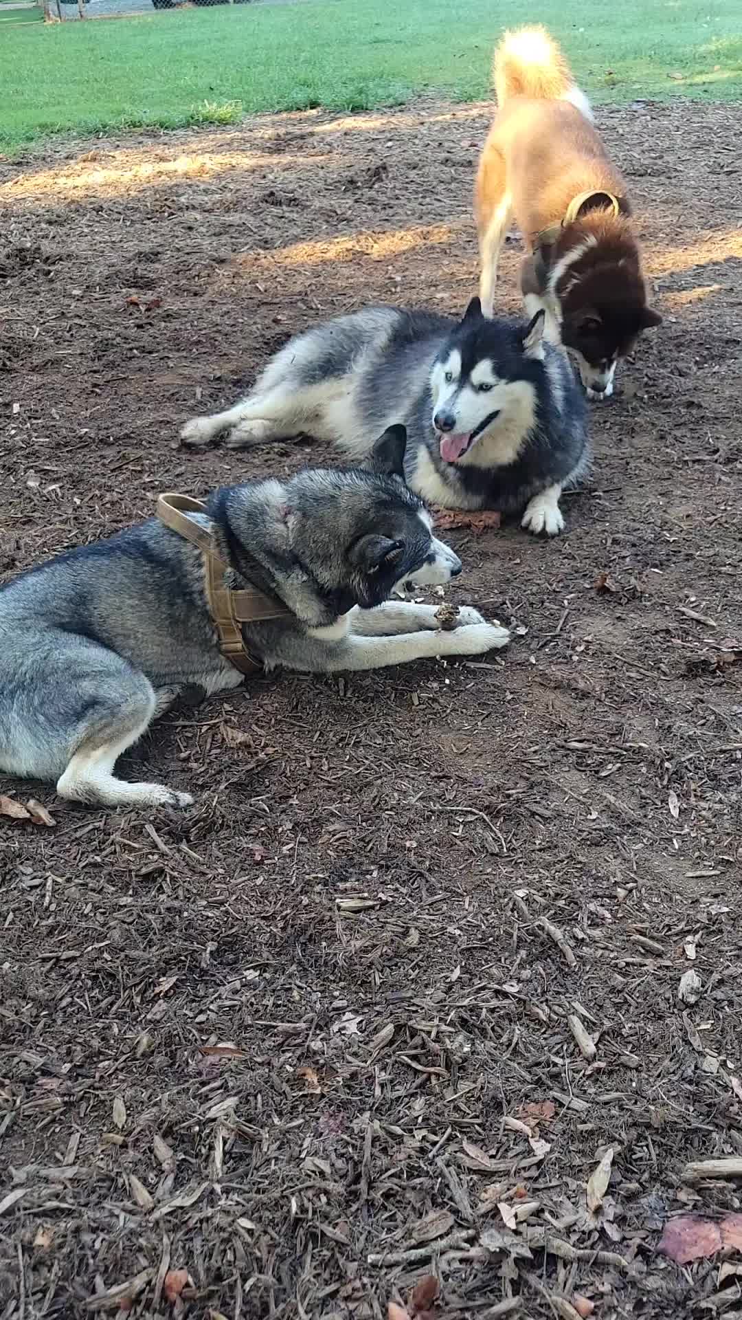 @the Hussey Husky