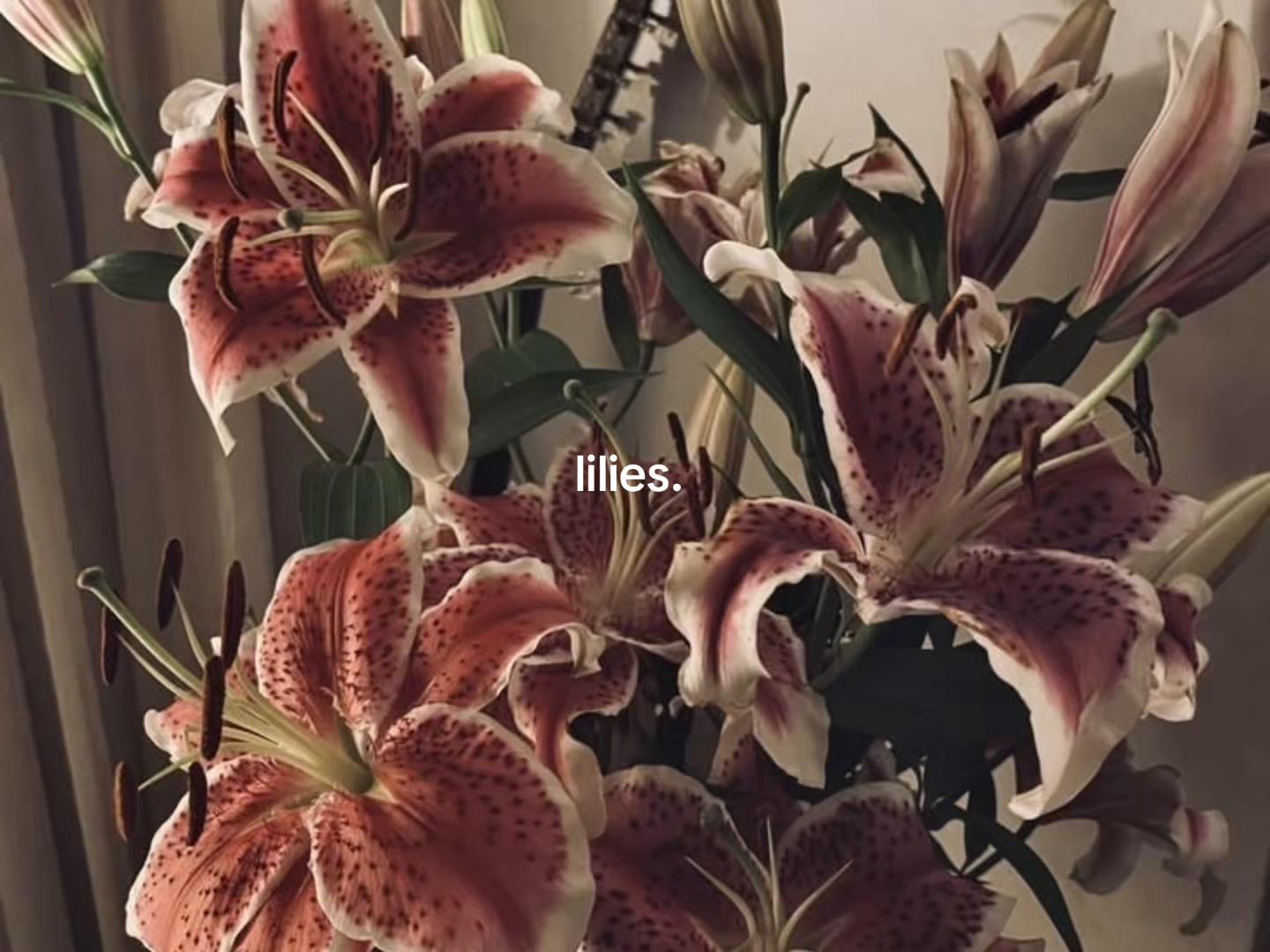 @𝐭𝐢𝐚𝐧𝐚 ٠࣪⭑
