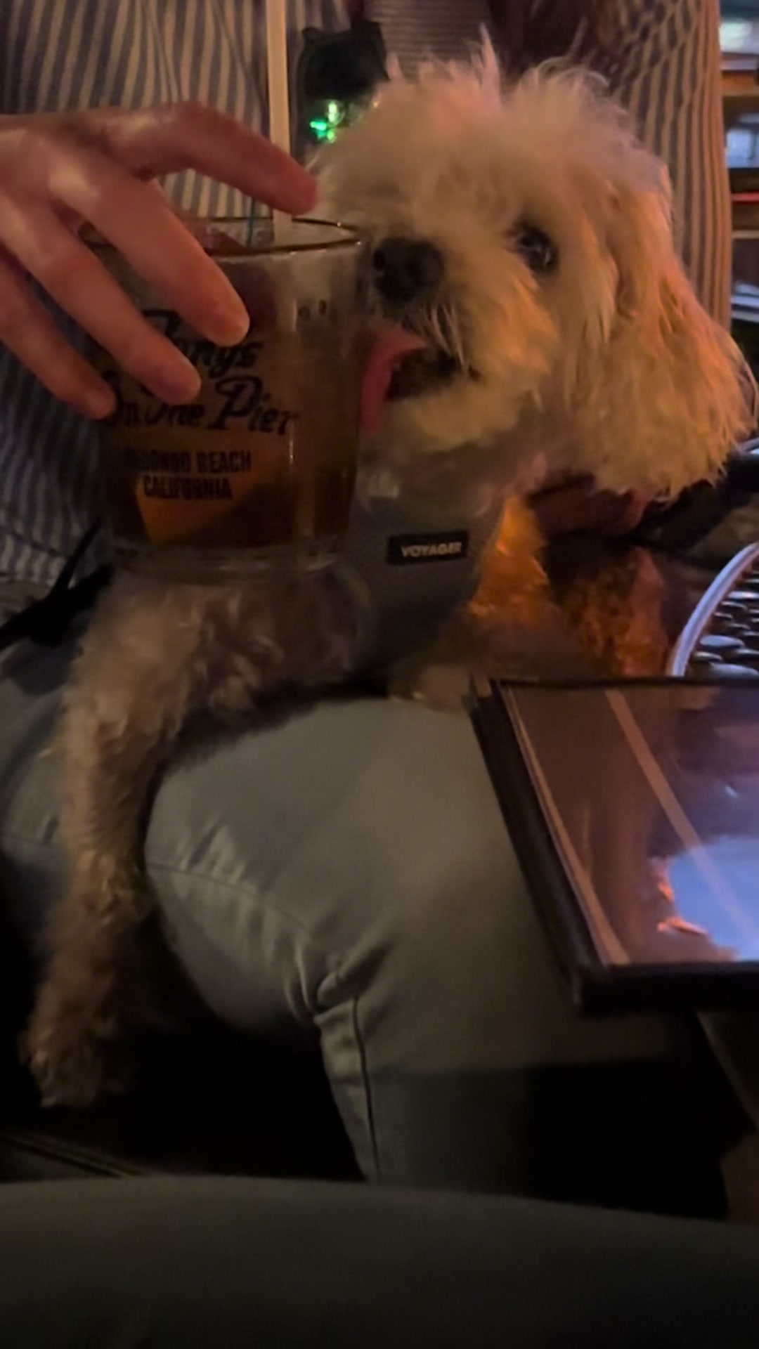 @He Was A PoodleBoi