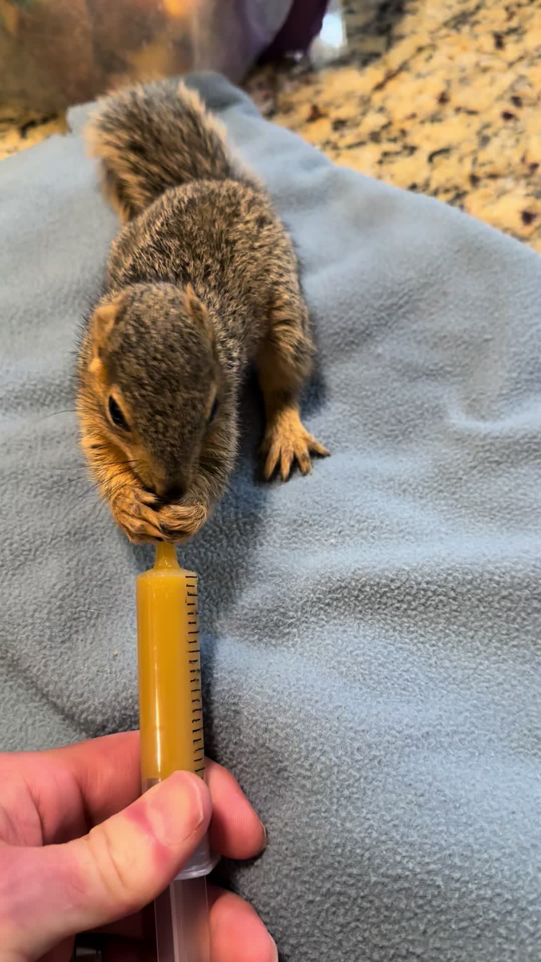 @Squirrel Guy