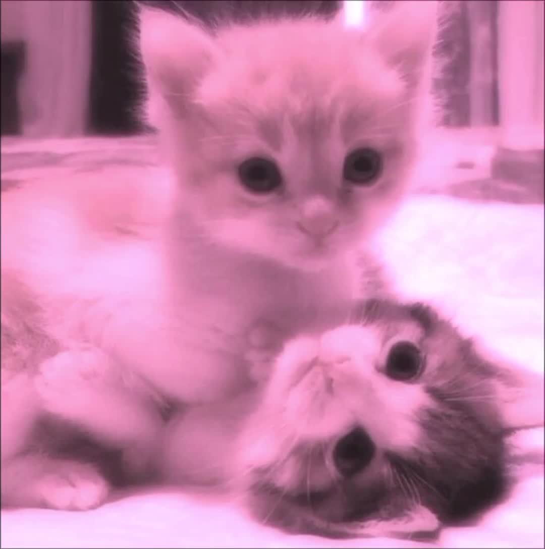 @ᴍʙ.ʀᴀʏʟɪ