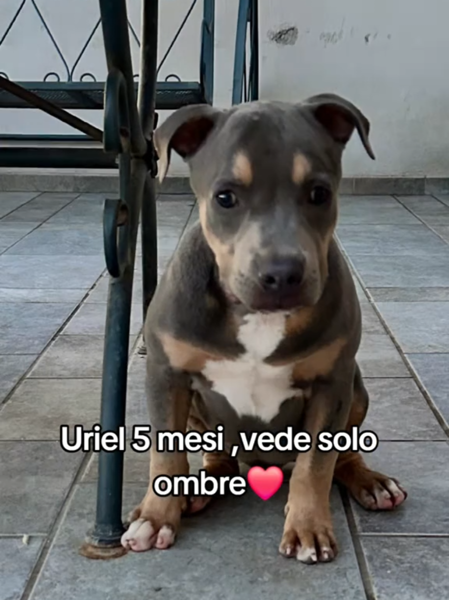 @🐾adotta🐾Sopito Antonella