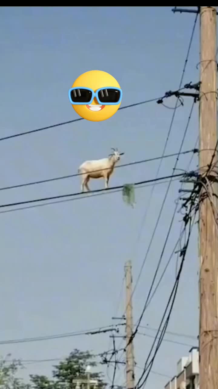 @celectricajea