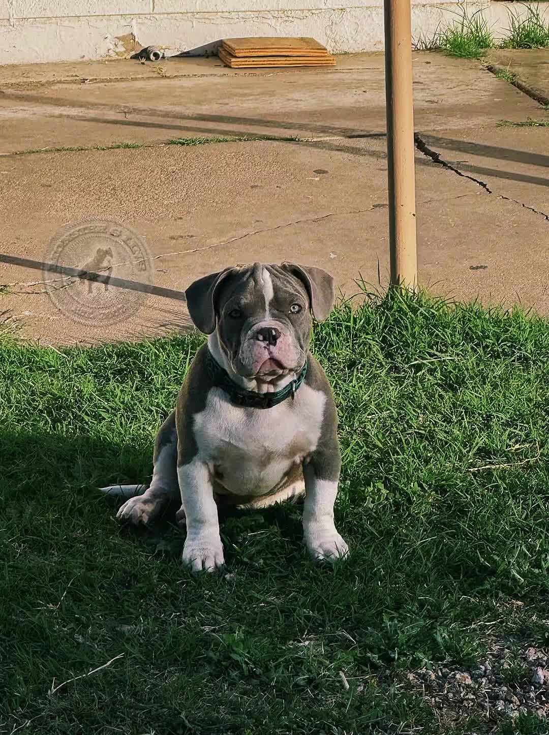 @HACHIKO LINE Bully Kennel
