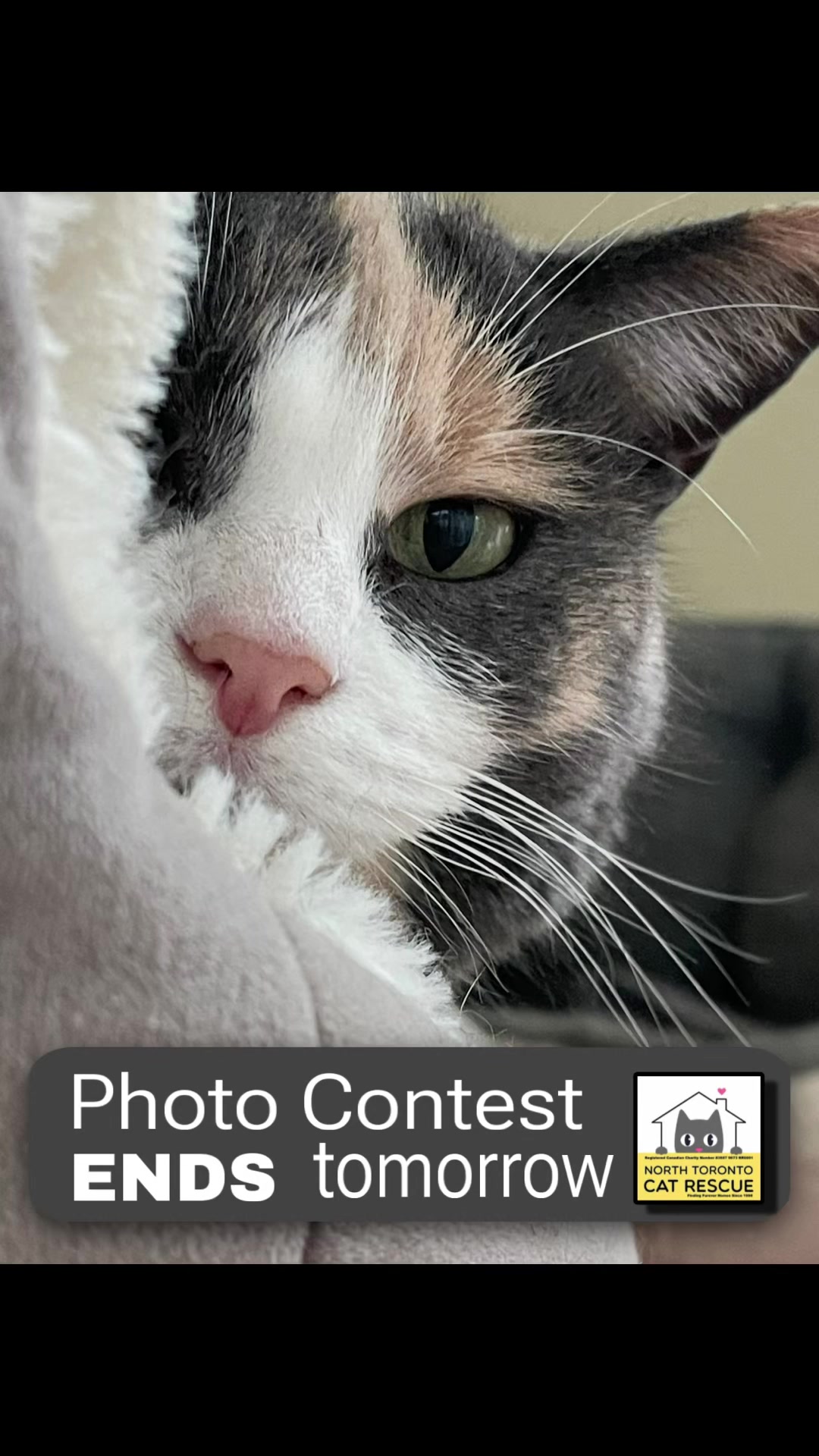 @North Toronto Cat Rescue