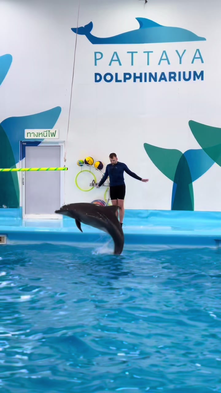 @Pattaya Dolphinarium