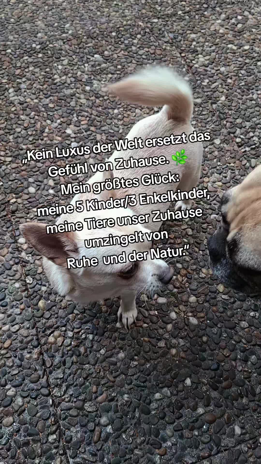 @Denise Koch
