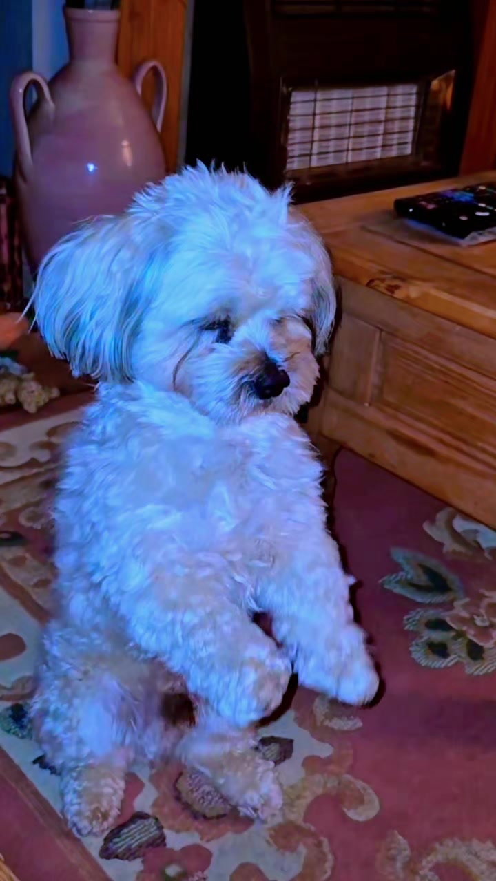 @Teddy bear dancingdog