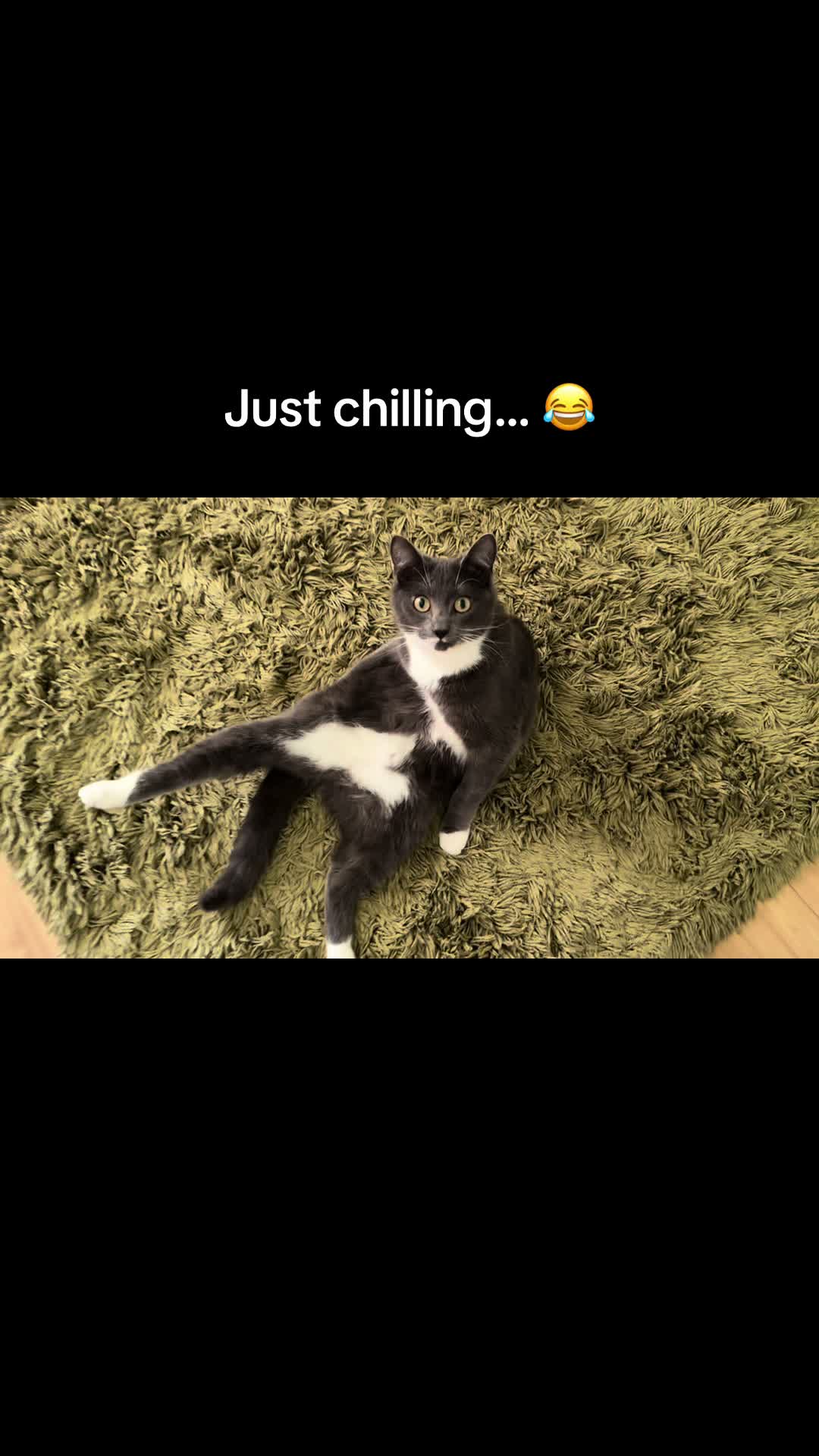 @TheCatandDogTeam