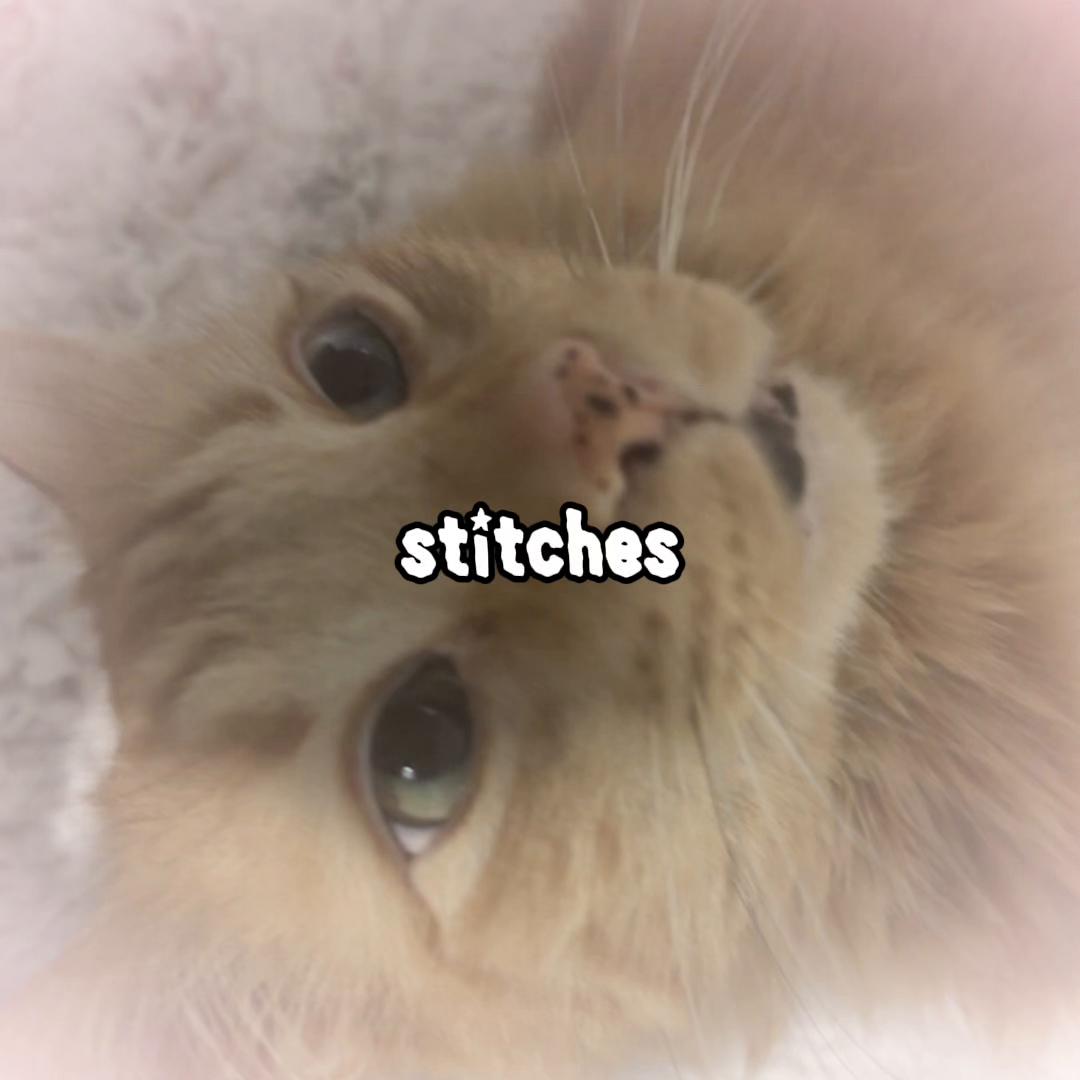 @𝘔𝘰𝘯𝘴𝘵𝘦𝘳