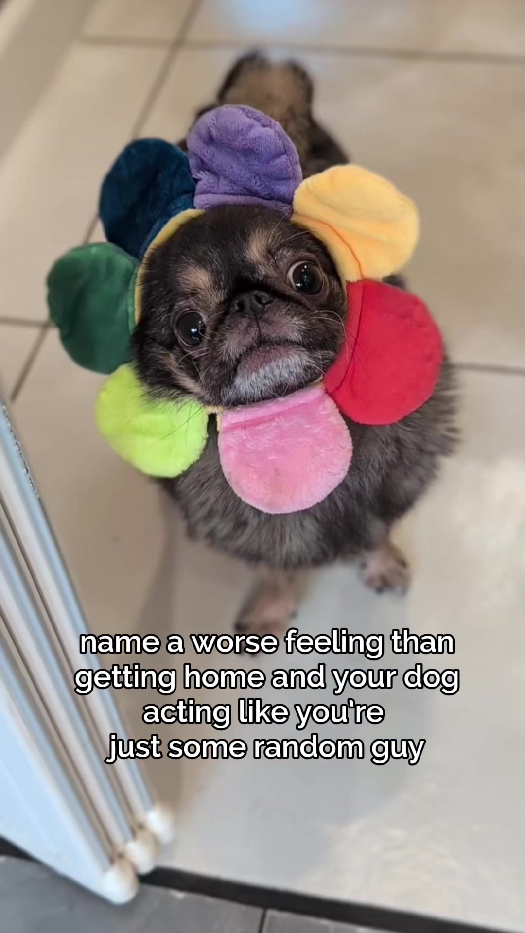 @ChilliThePug