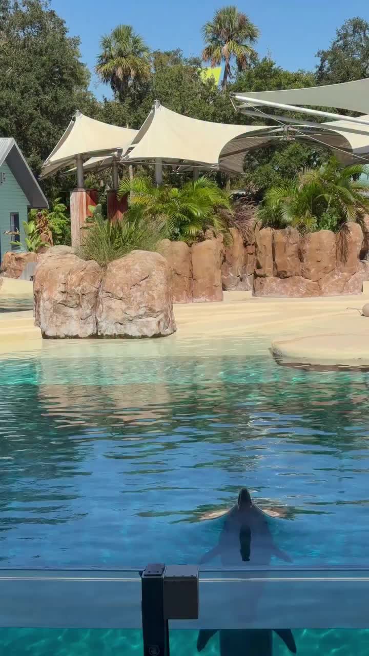 @Dolphin 🐬 World 🌎