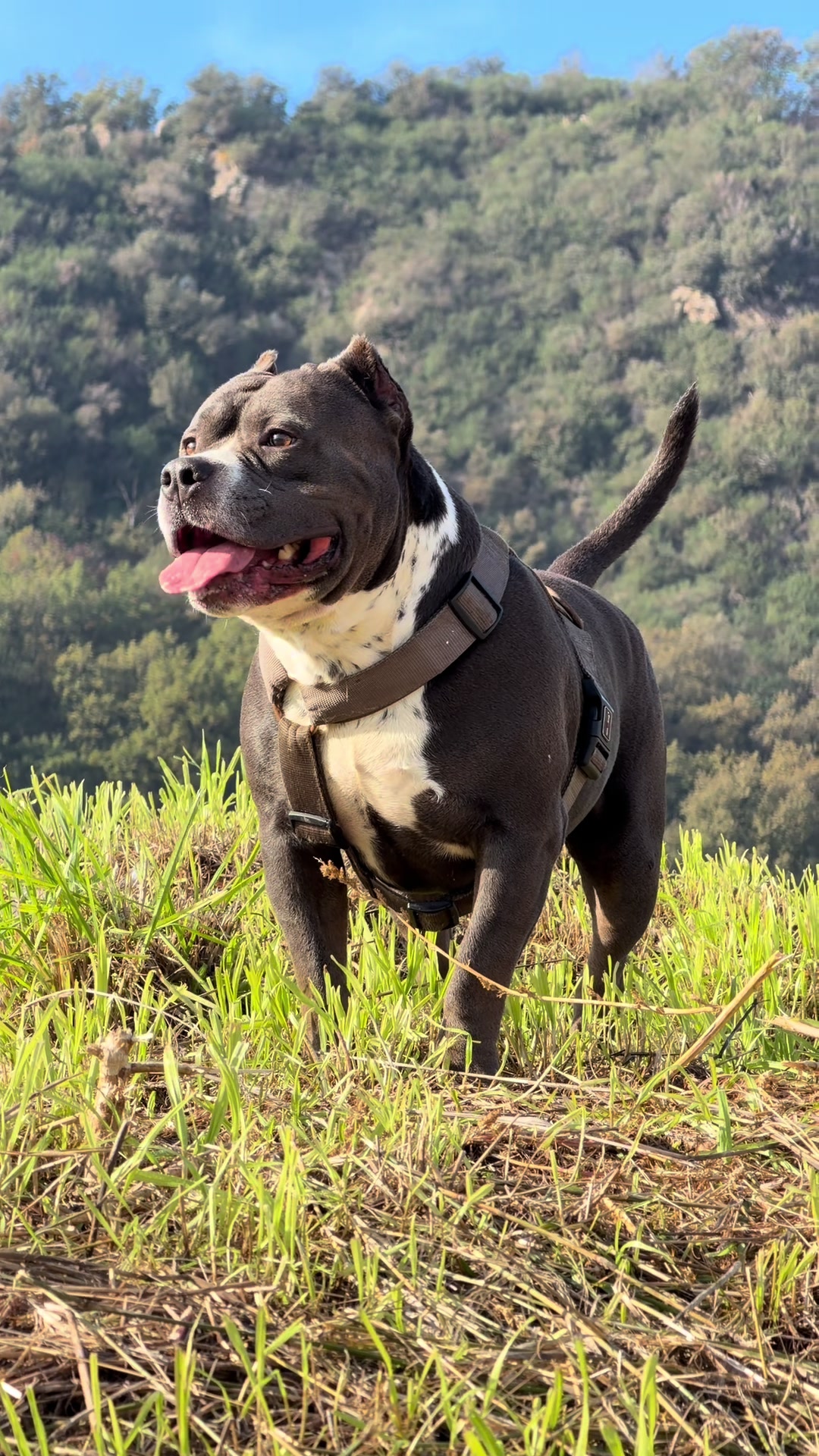 @Iam_ Denver The Bully