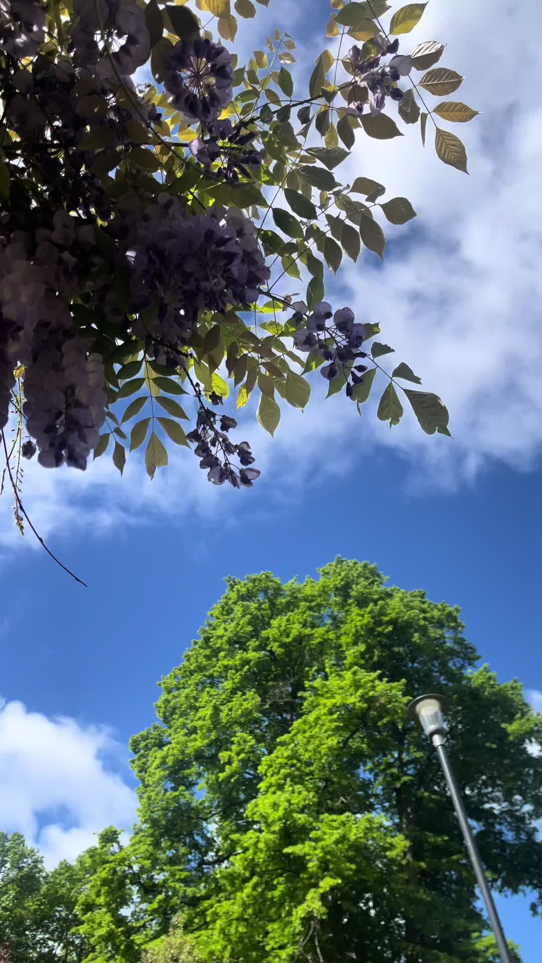 @Rita limbuni