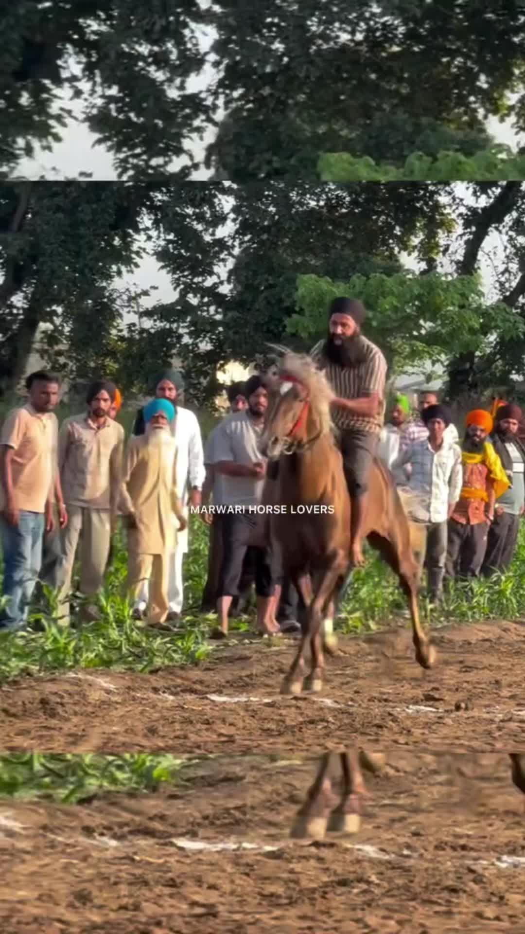 @🏇 MARWARI HORSE RACING 🏇