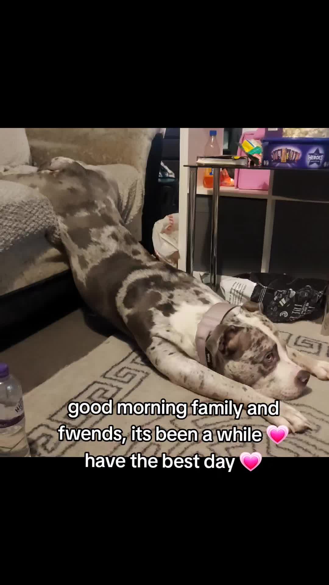@kirsty+starlight the xl bully