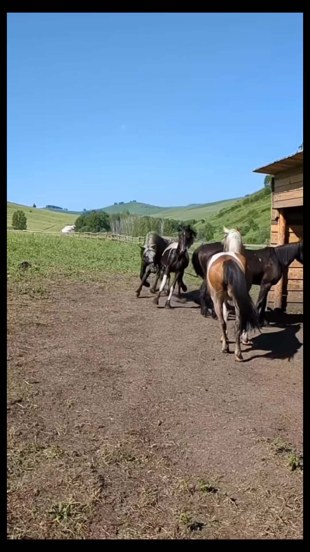 @viralvideo