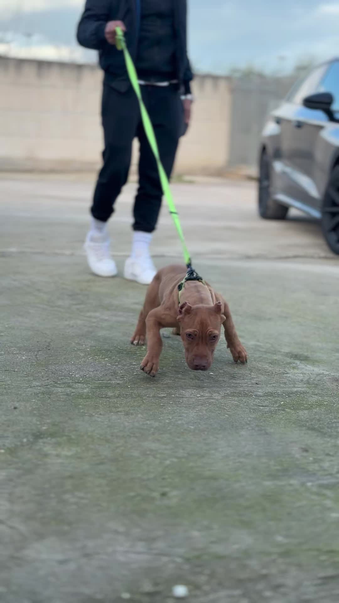 @Raoul's apbt