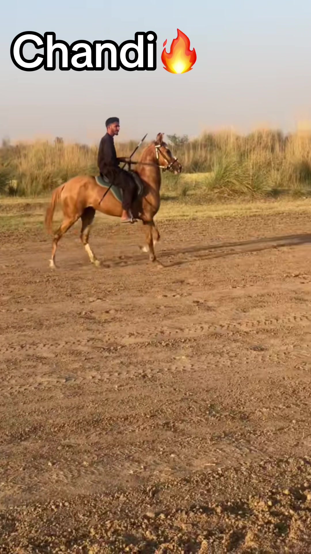 @Ch Hammad bokan &hearts;️🐎
