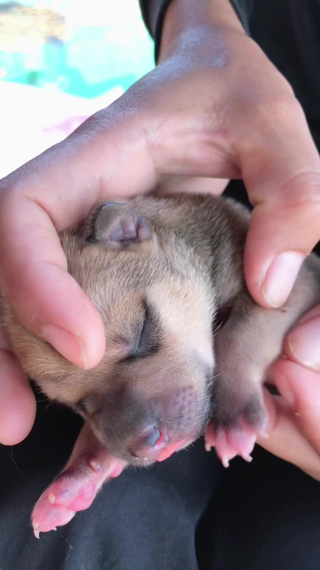 @lice puppy lovers
