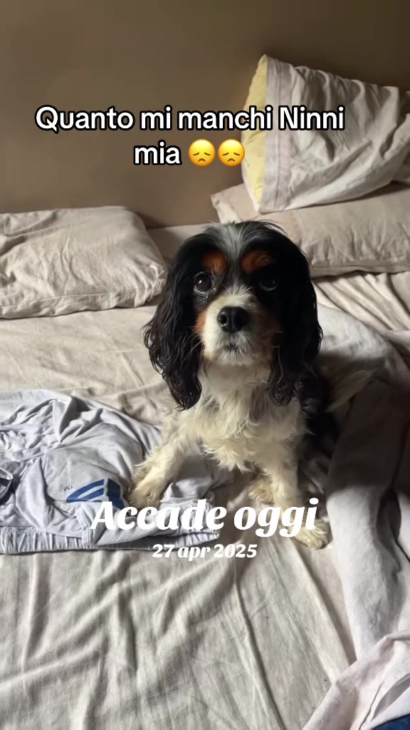 @The Queen 👑 My Dog Family &hearts;️