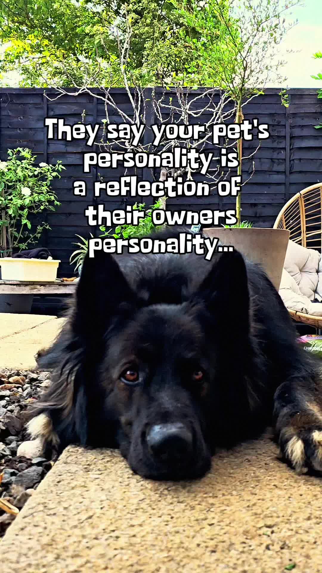 @Baloo_boy_gsd