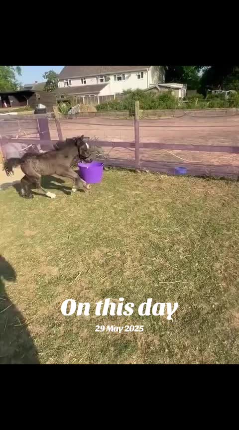 @Alfie & Daisy-May 💙🐴❤️🌻