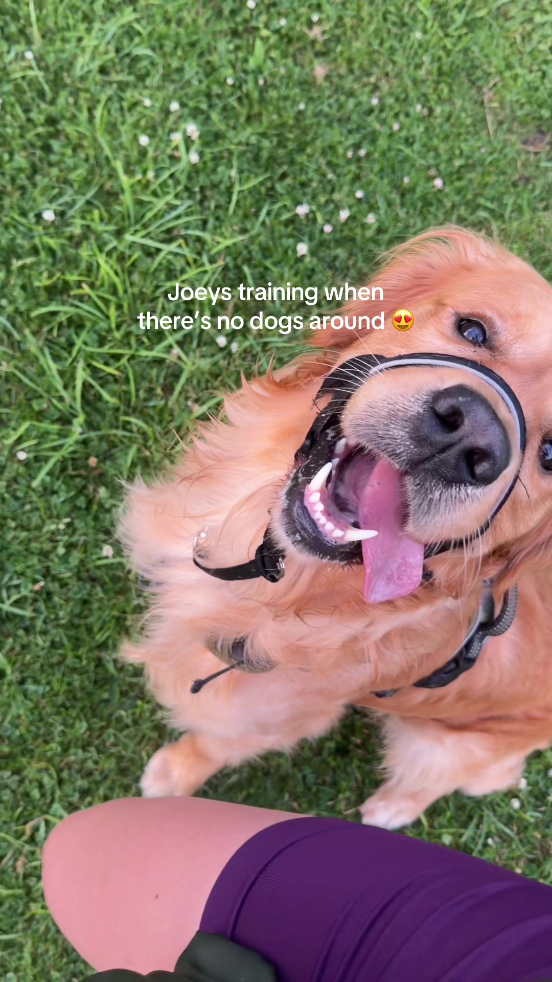 @Joey The Golden