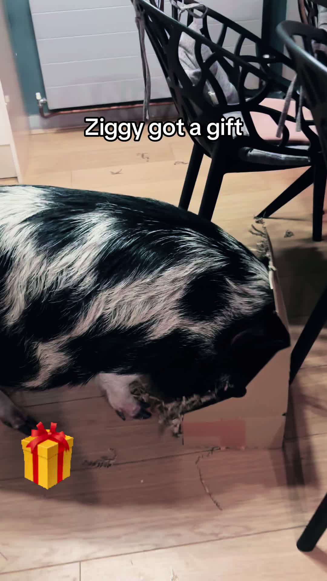 @Pig in the house