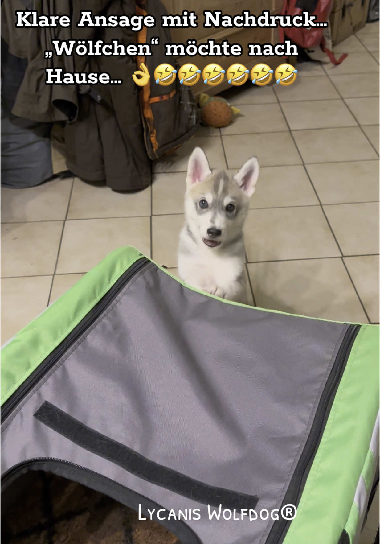 @Lycanis Wolfdog®