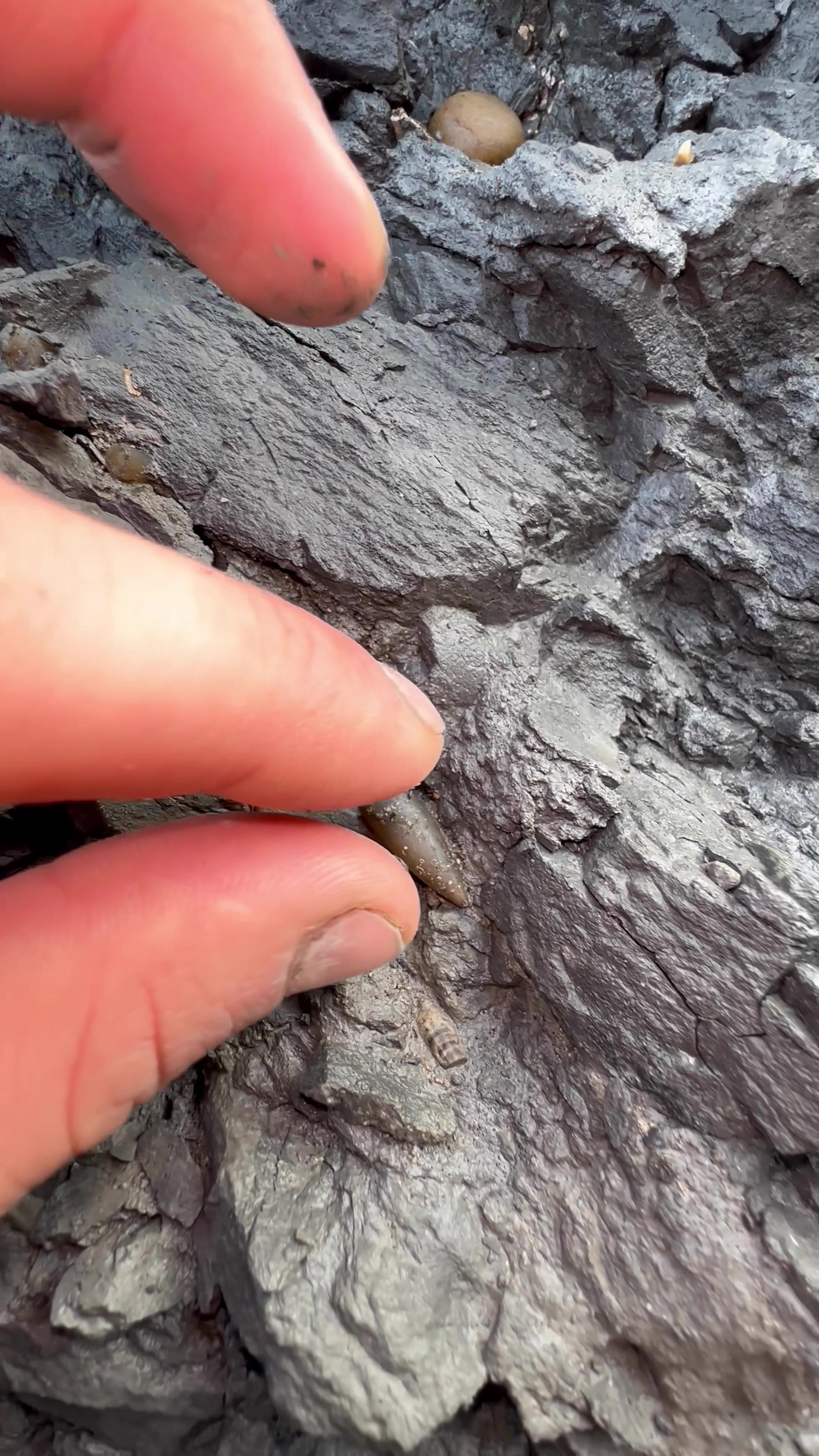 @yorkshire.fossils