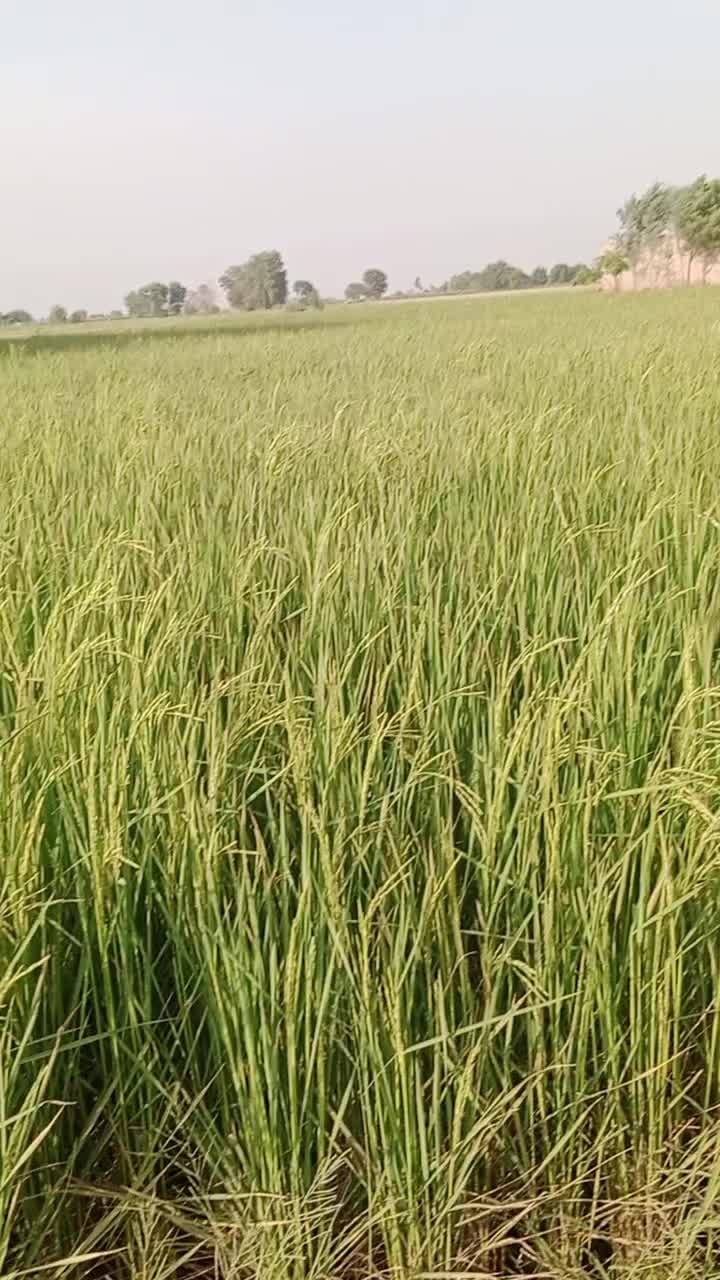 @🌹پنڈا آلے🌱🌾🇵🇰