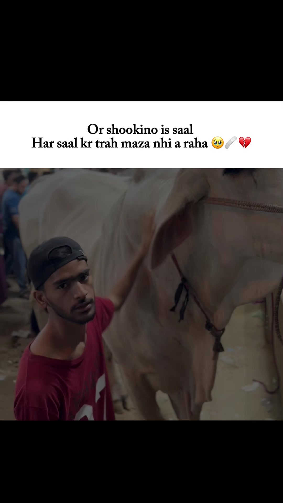 @Cattle_Guy’s