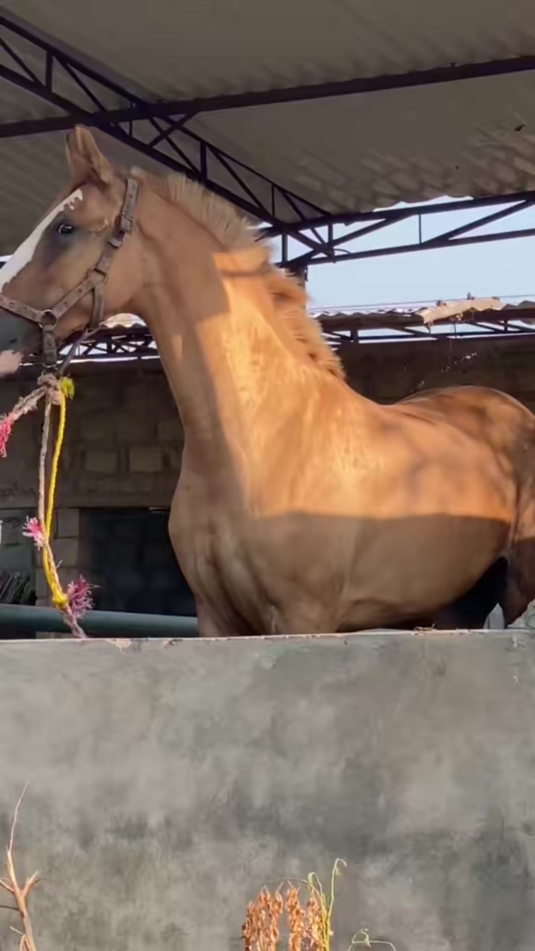 @Ch Hammad bokan &hearts;️🐎