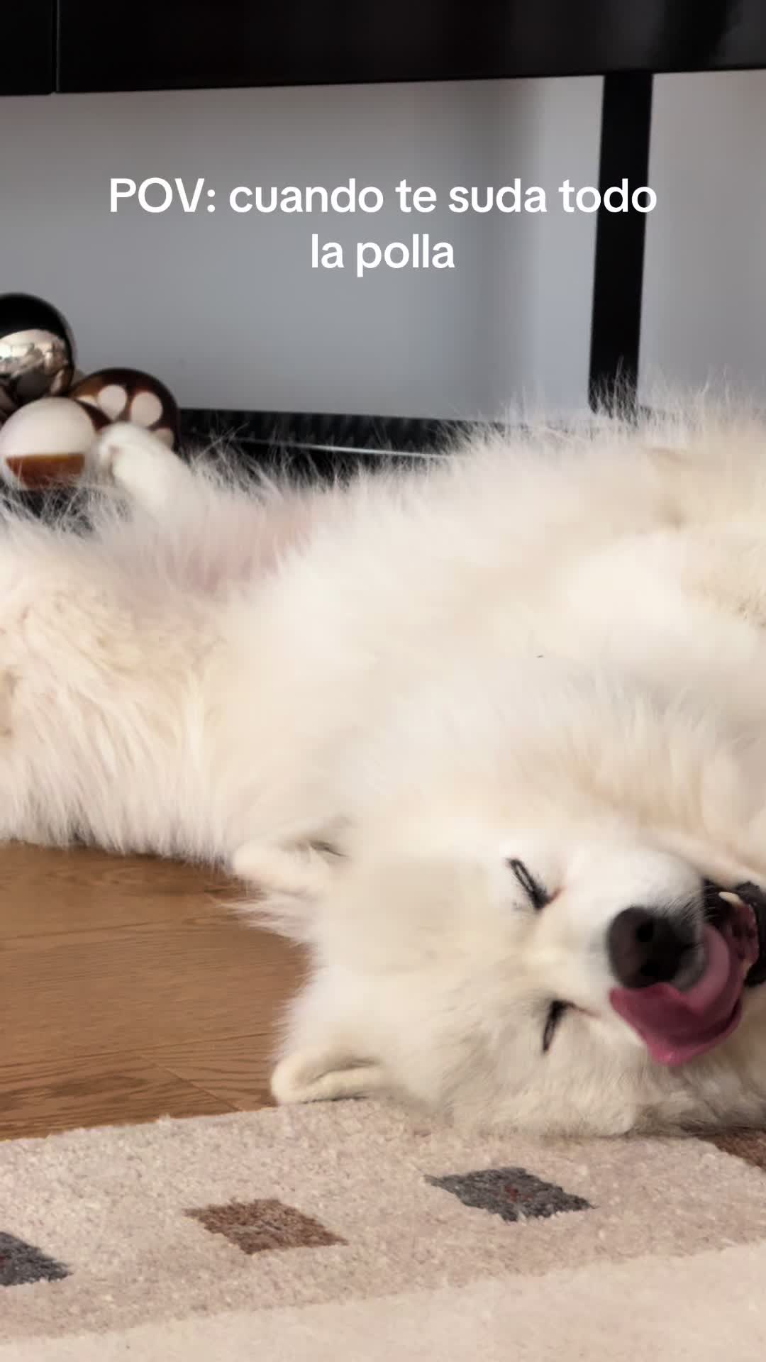 @Milo_theSamoyed