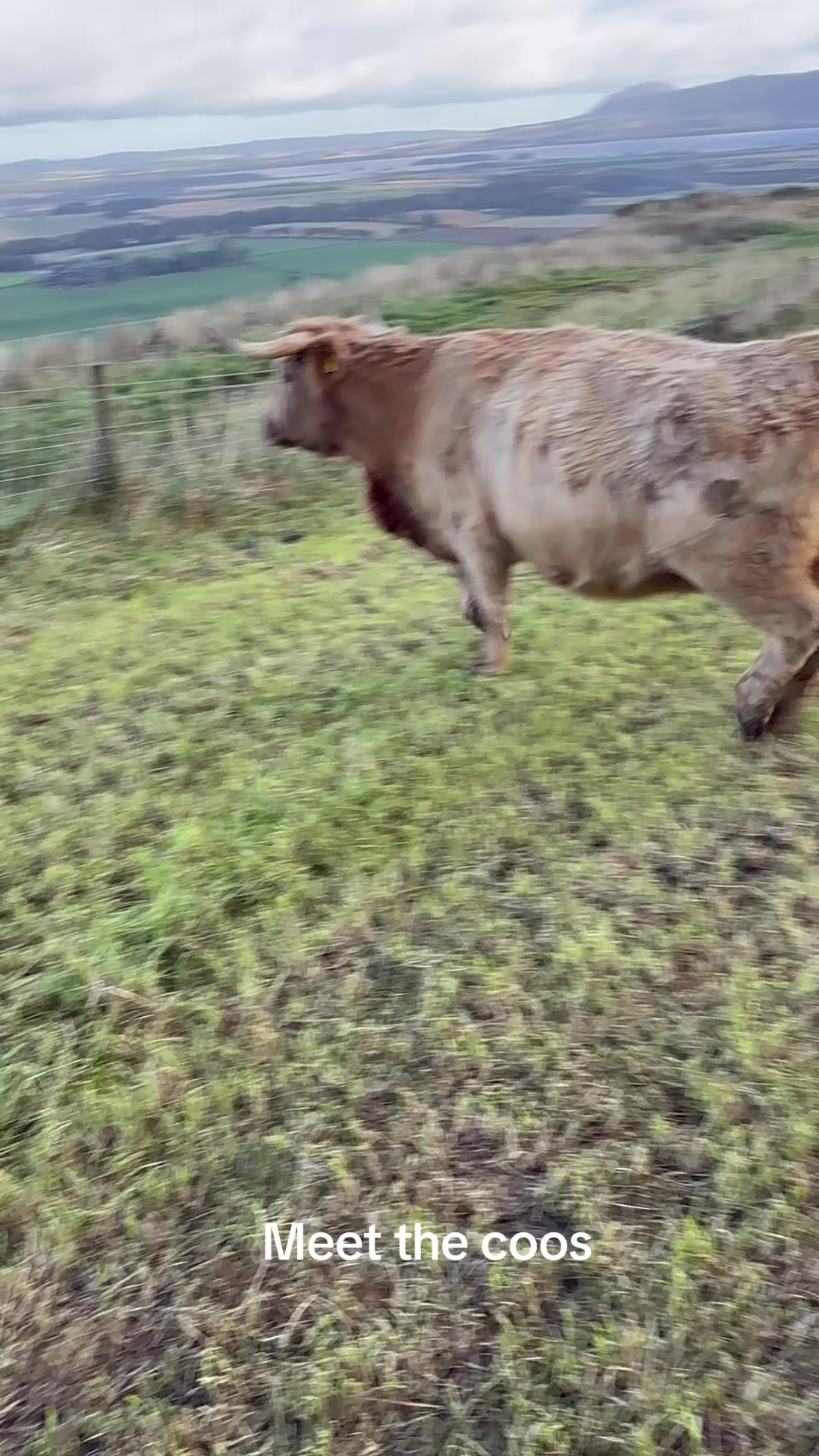 @Highland Coo Clan