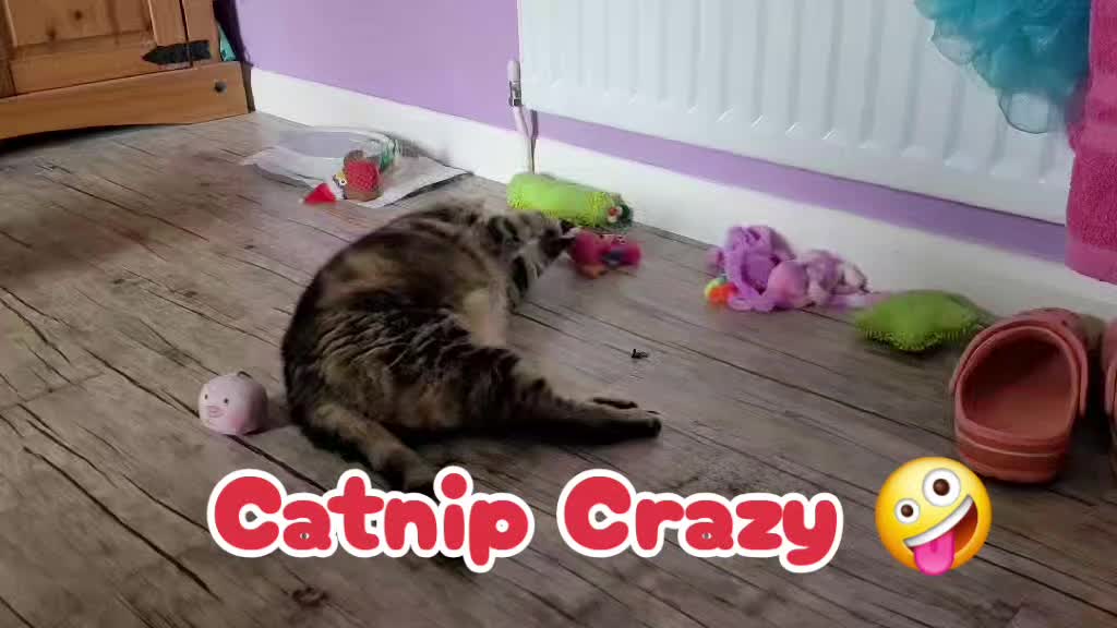 @Katt