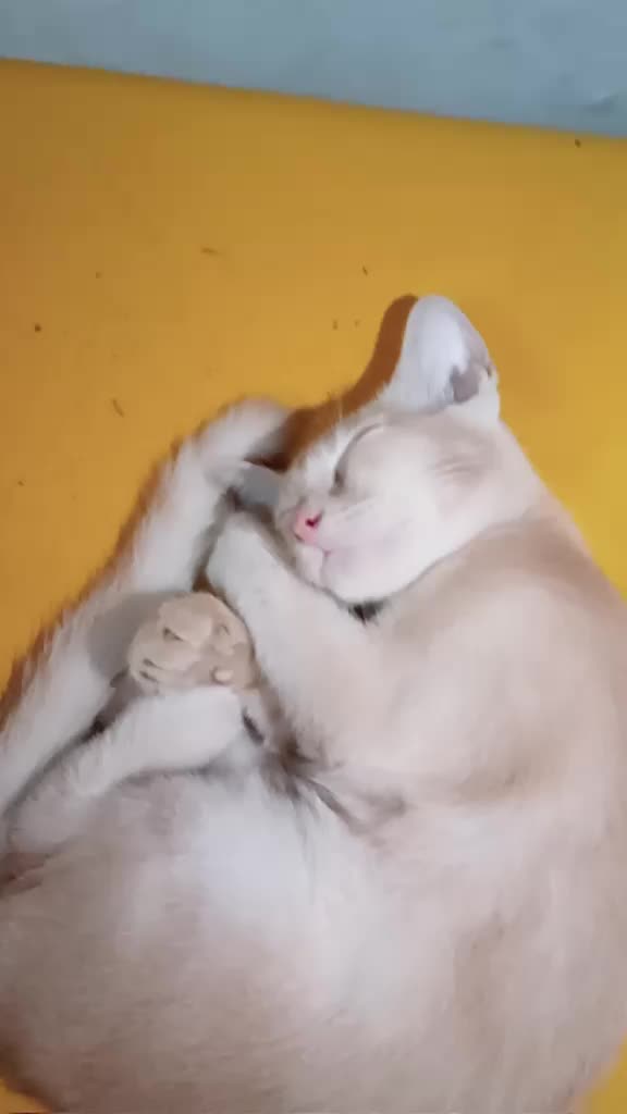 @cutecatlover8172