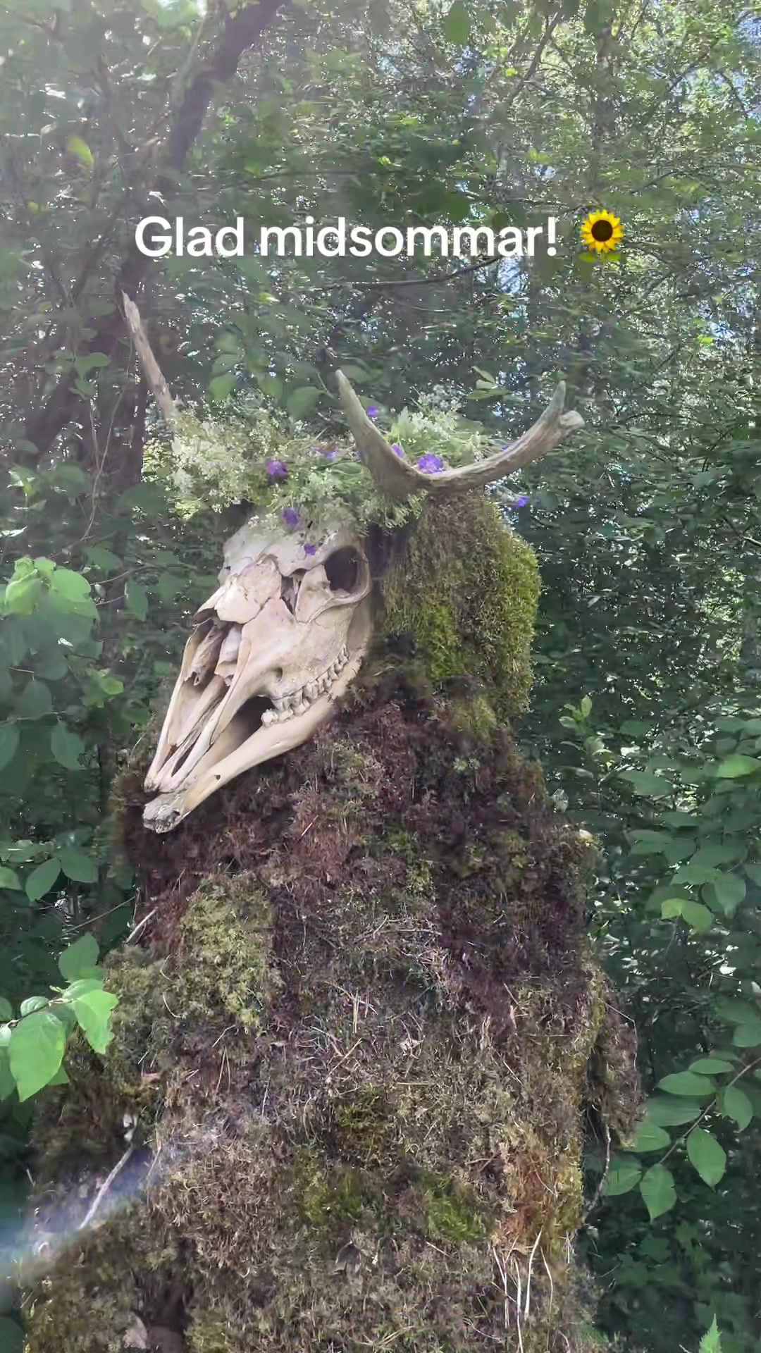 @From the woods