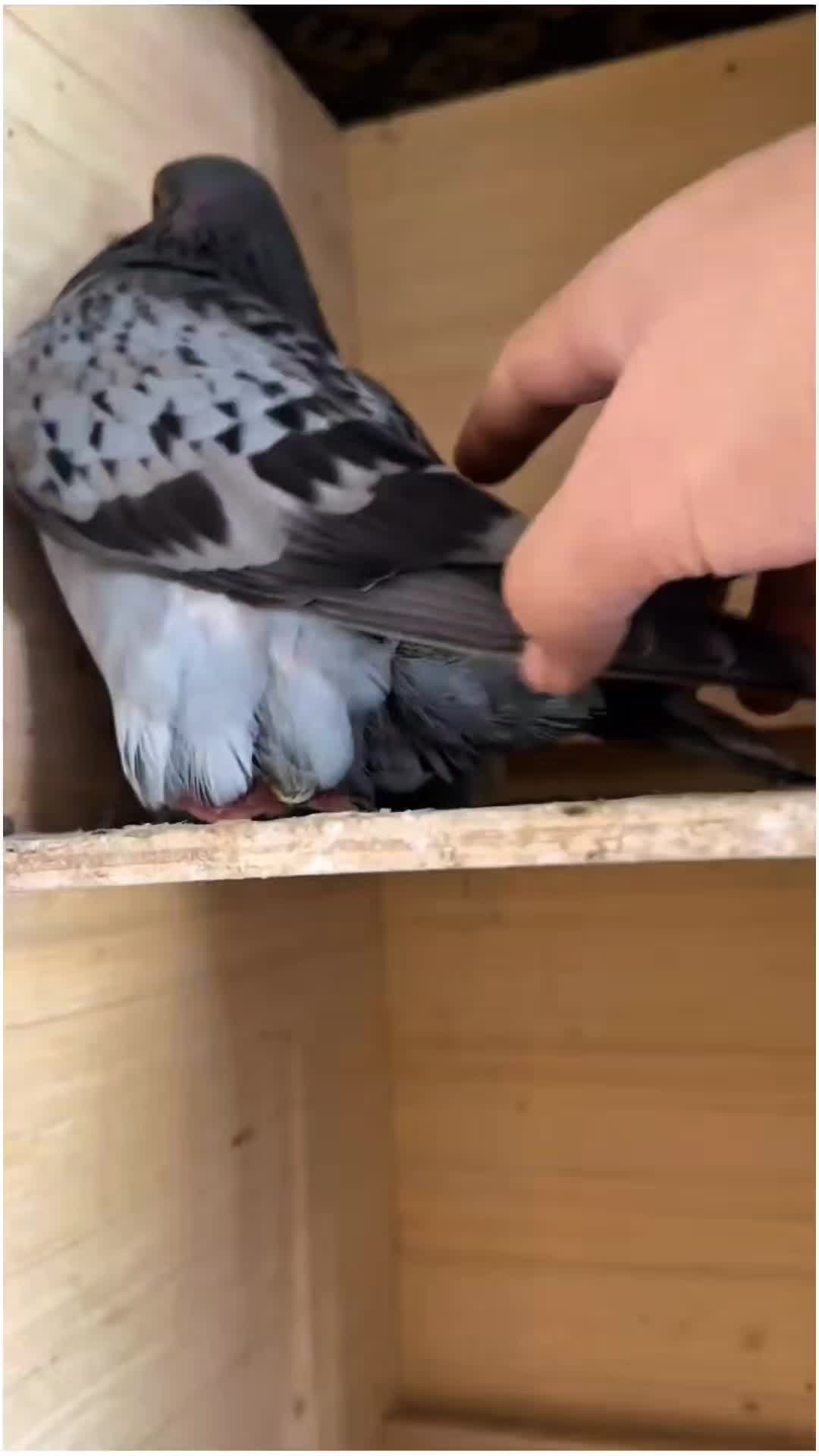 @TFRPL🕊️
