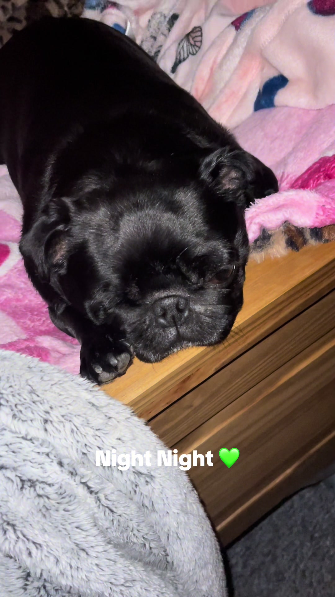 @lulutheboringpug