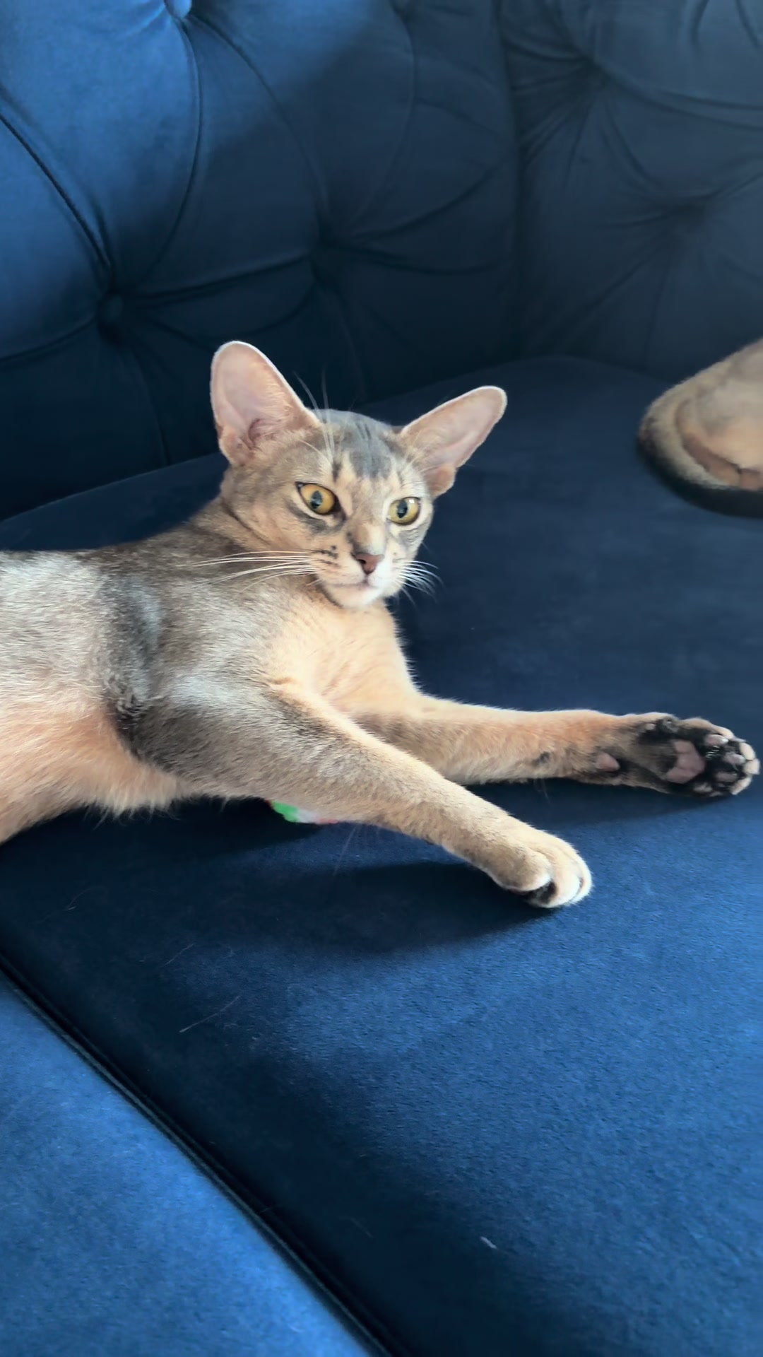 @Abyssinian cat UK