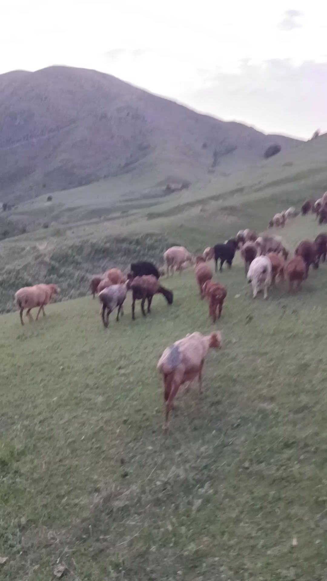 @ауыл баласы