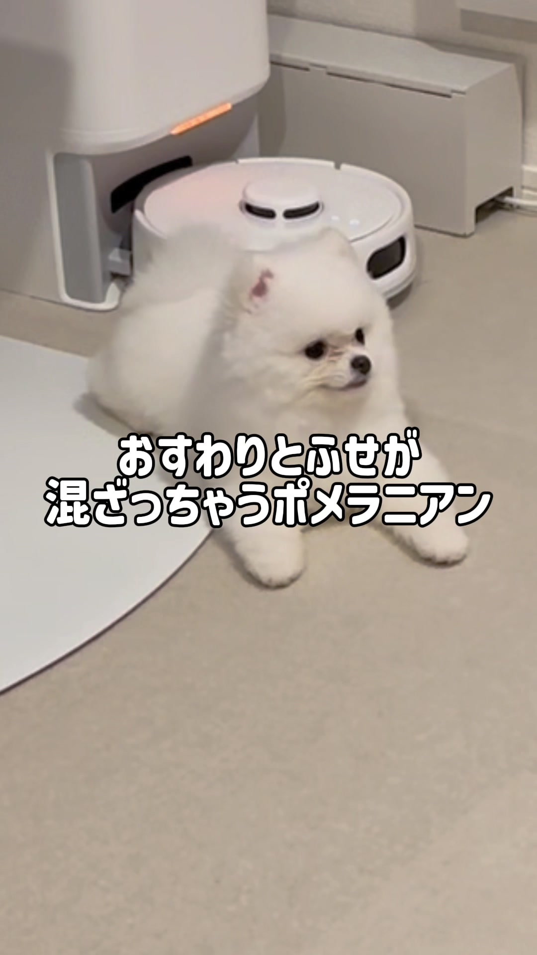 @ポメラニアンのミル🍼
