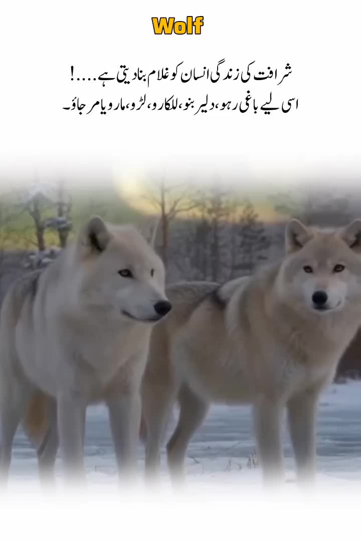 @Wolf 🐺