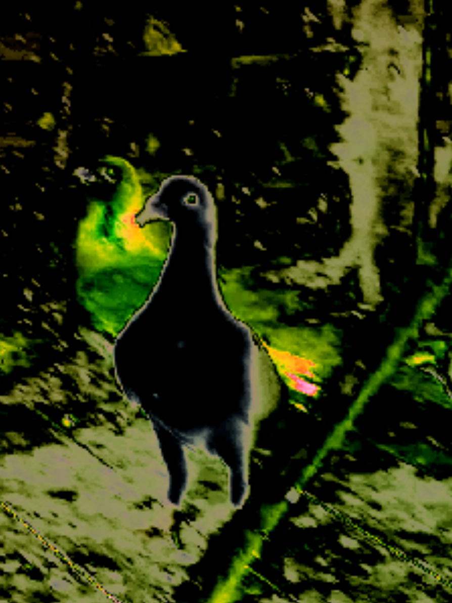 @RingRoseRacingRaptoViverePresa